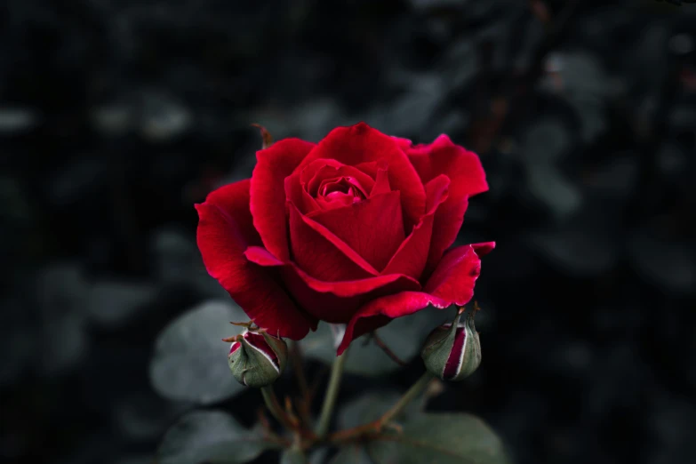 a red rose with green leaves growing in the foreground