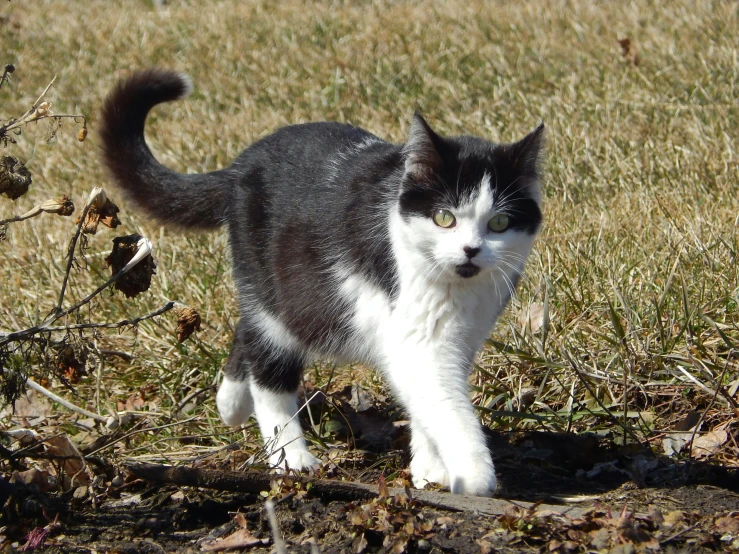 there is a cat walking in the grass