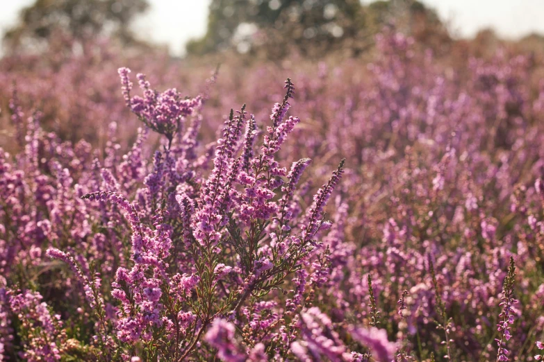 a field of pink flowers in bloom