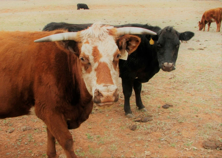 two cows standing on dry grass near a fence