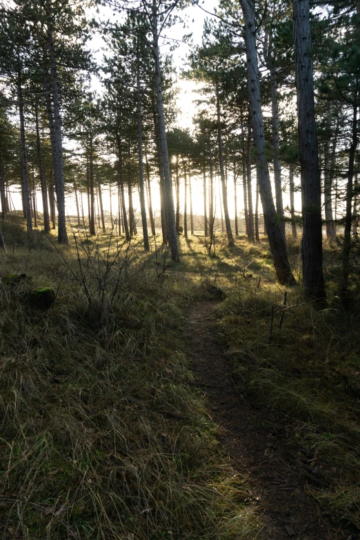 the view of a trail in the woods with some tall trees