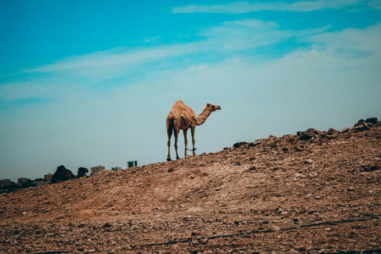 there is a camel standing on top of the hill