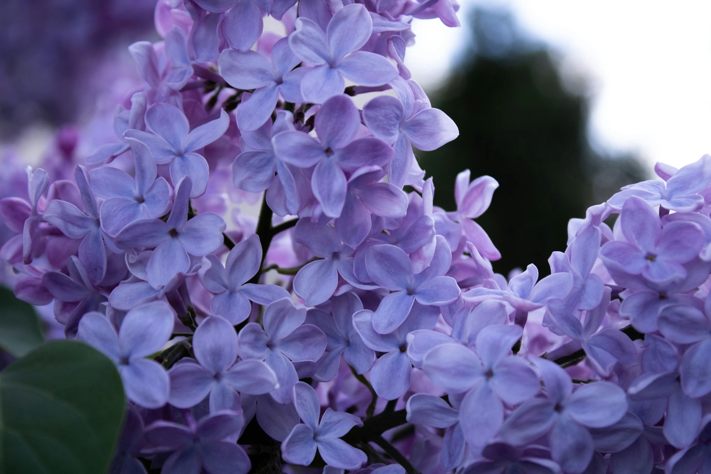 purple lila flowers with the sky in the background