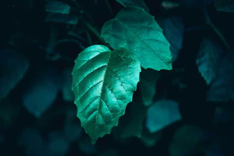 a leaf that is glowing green in the dark