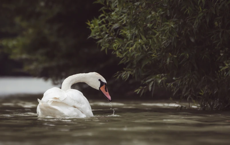 a white swan swimming on top of a body of water