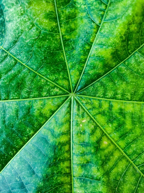 a close up image of the top portion of a green leaf