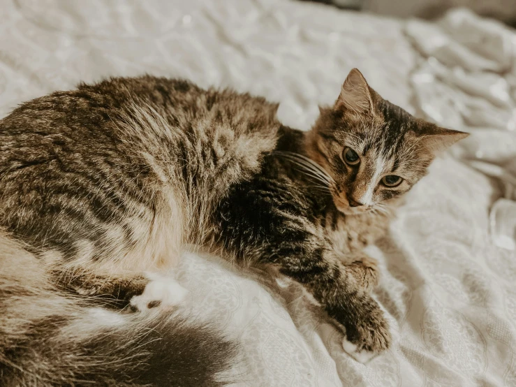 a cat is laying down on a bed