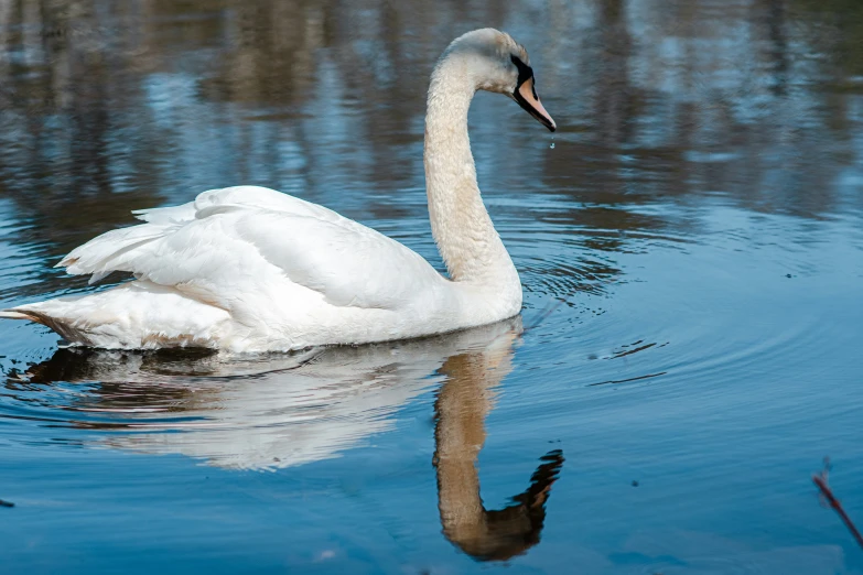 a white swan floating in the water while swimming