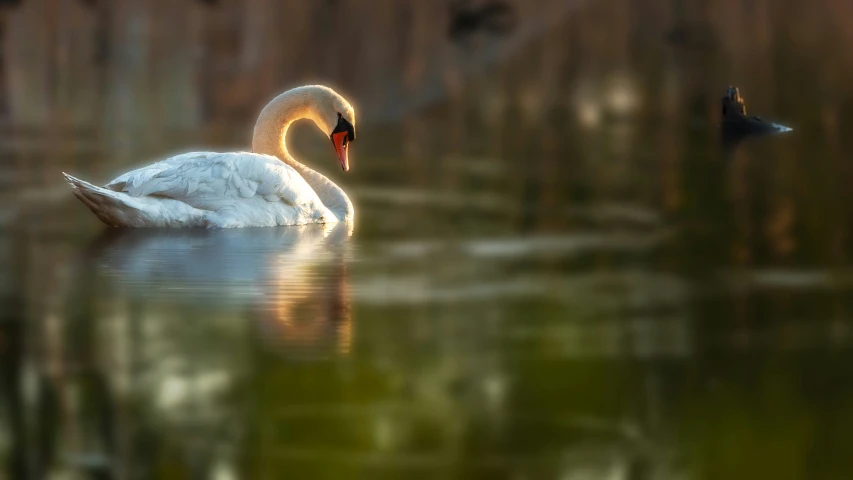 a swan floating in the middle of a lake next to an upside down duck