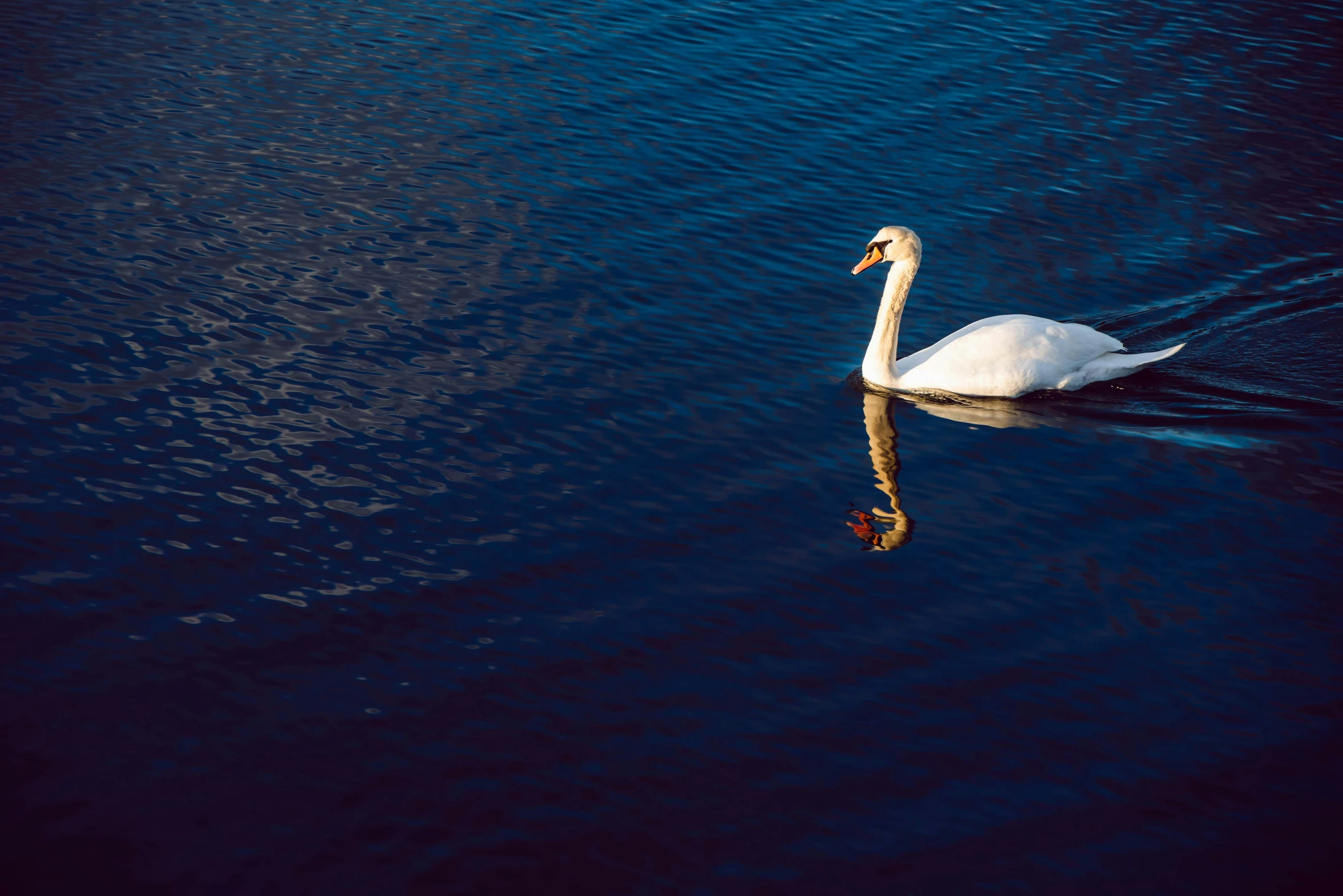 a swan with its head turned toward the side in water