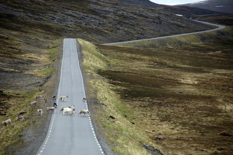 sheep walk up a hill on a narrow road