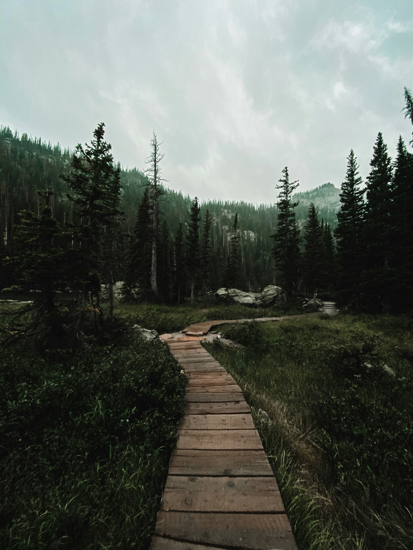 a path leading through the forest toward a mountain