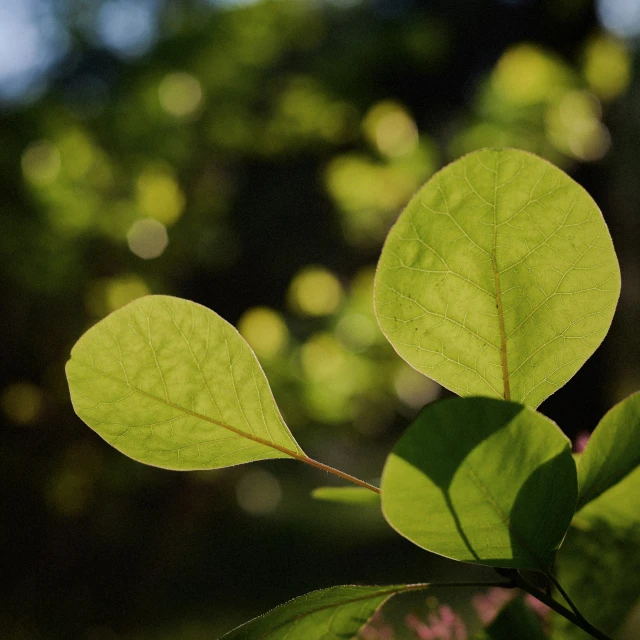 close up of leaves with sunlight shining through them