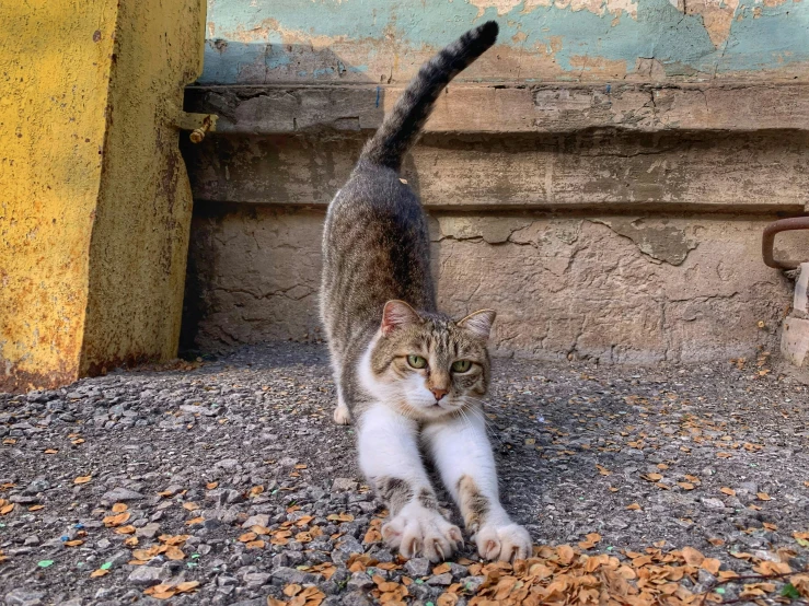 a calico cat walking through an outdoor area