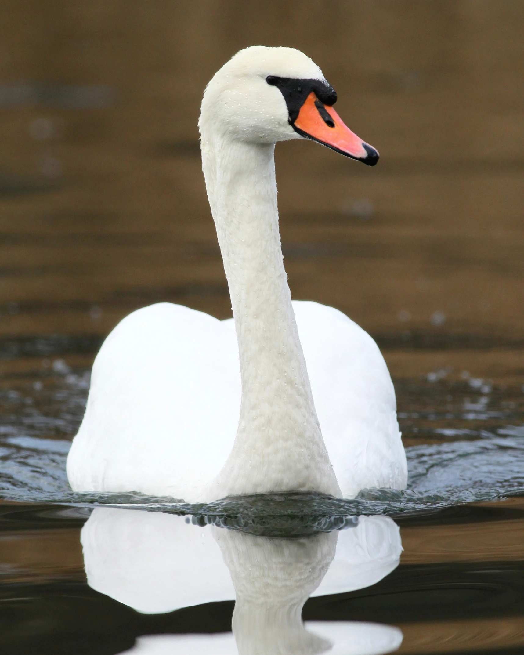 a swan swimming on the water's surface