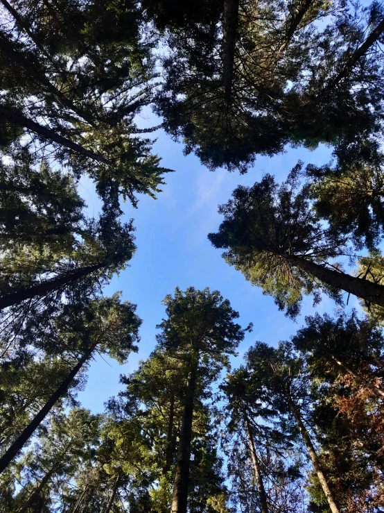 view looking up at the top of a canopy forest