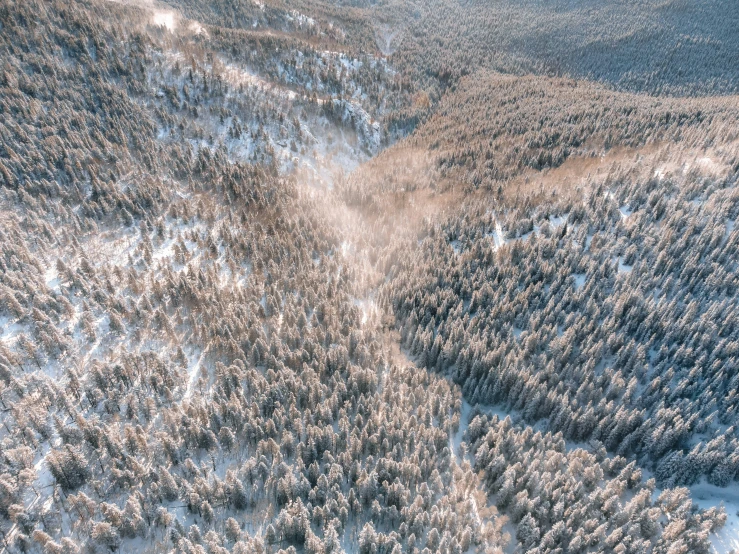 snowy ground and trees seen from above, looking like a trail