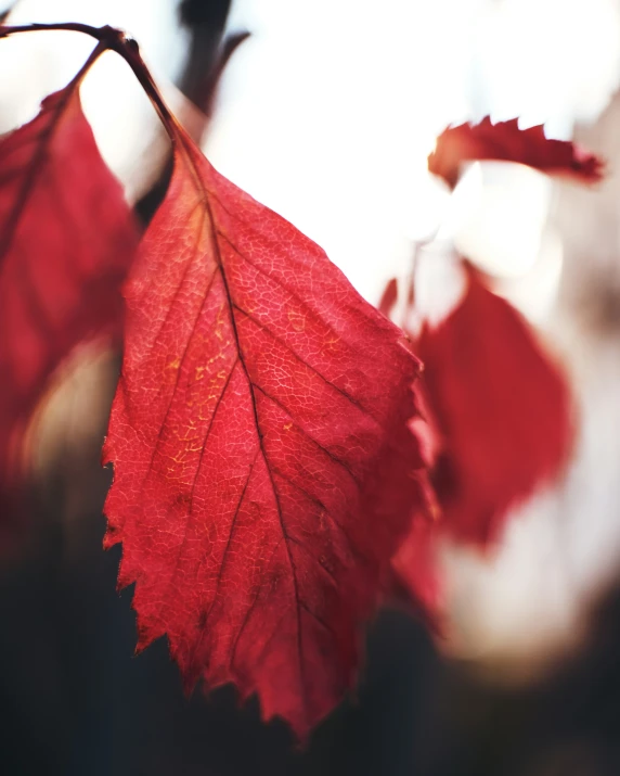 the leaves and the plant stem are almost bare