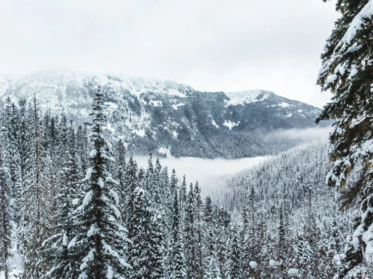 a mountain slope surrounded by trees covered in snow