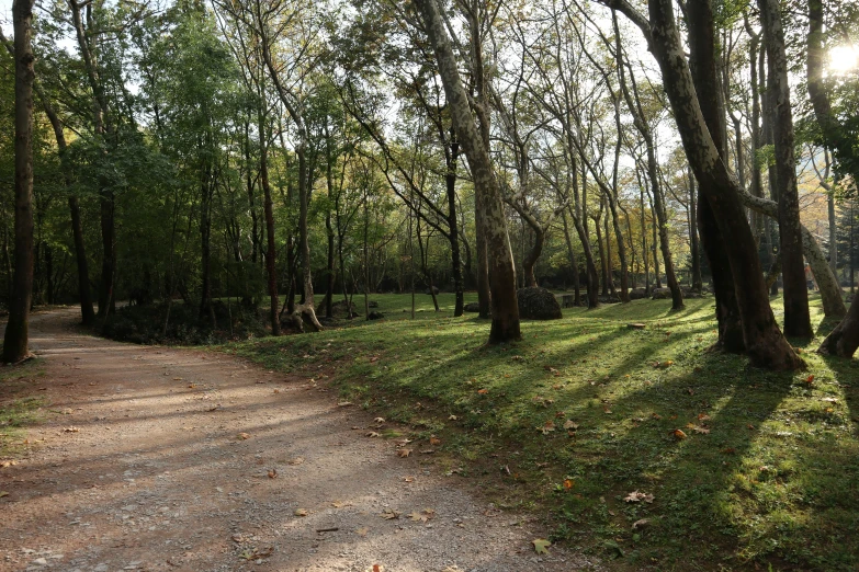 a path leading into the woods on a sunny day