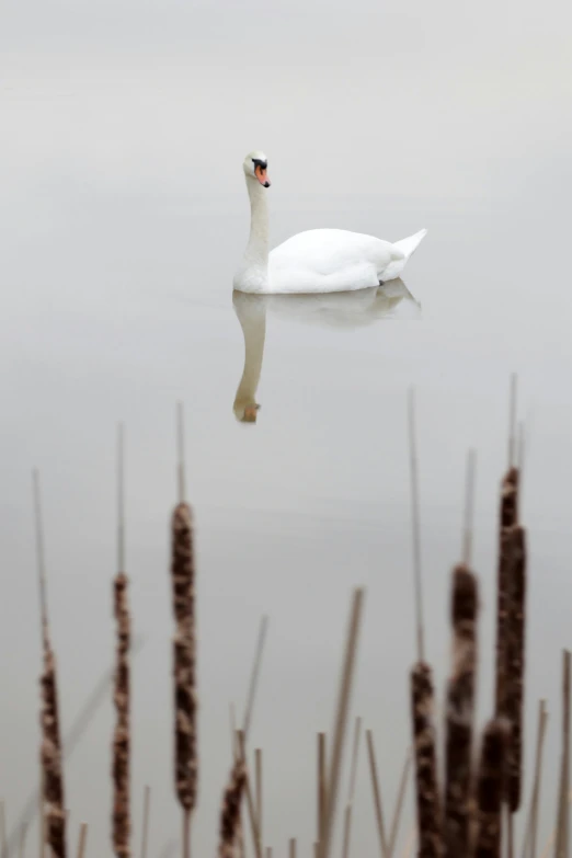 a large white swan floating on top of a lake