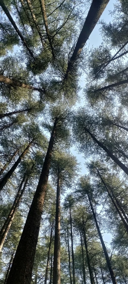 looking up into the nches of tall trees in the forest