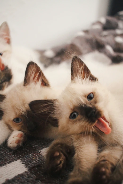 two small kittens laying on top of a black blanket