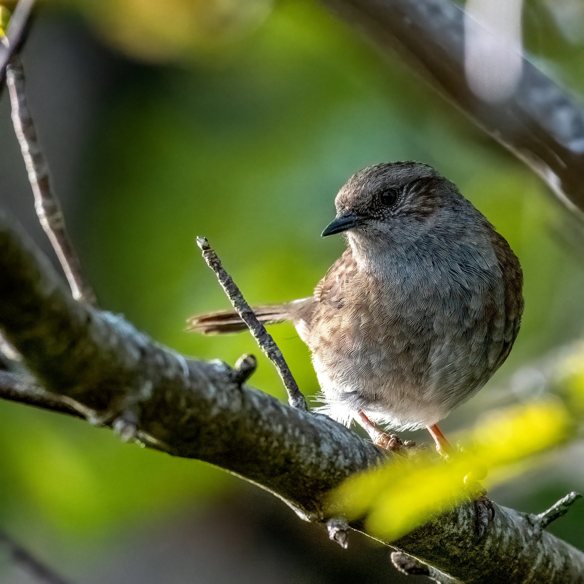 a small bird sits on a nch