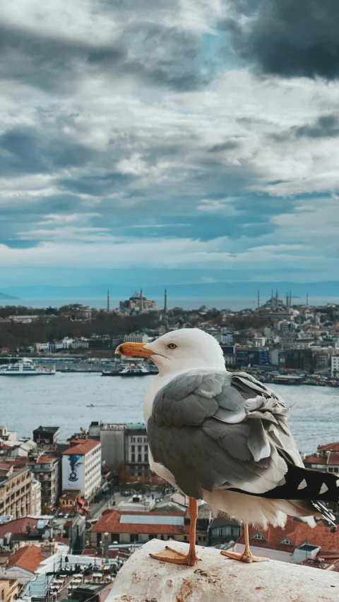 a grey bird with an orange beak standing on top of a building