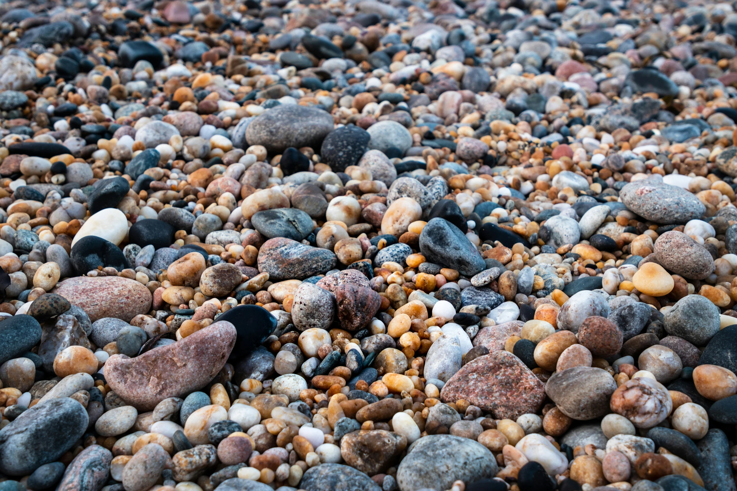 pebbles and gravel on the ground looking like small shells