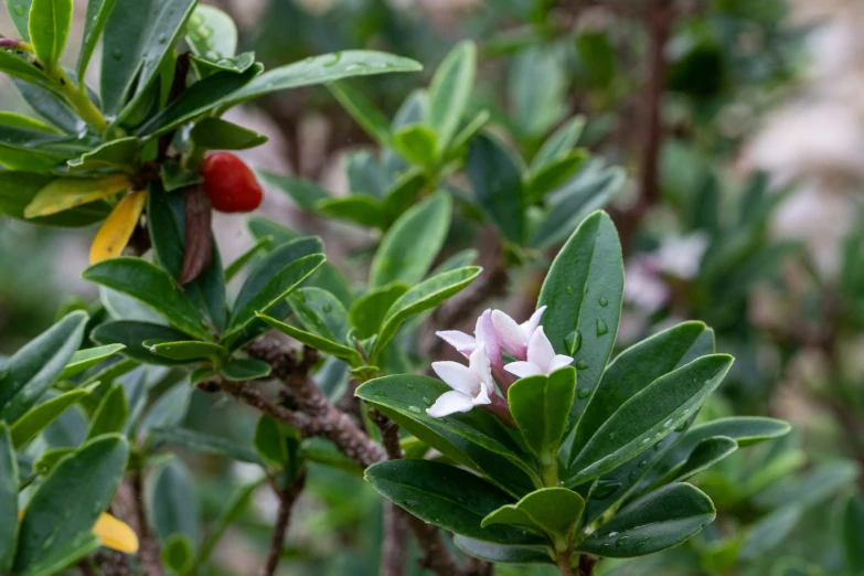 an orange and white flower in the green leaves