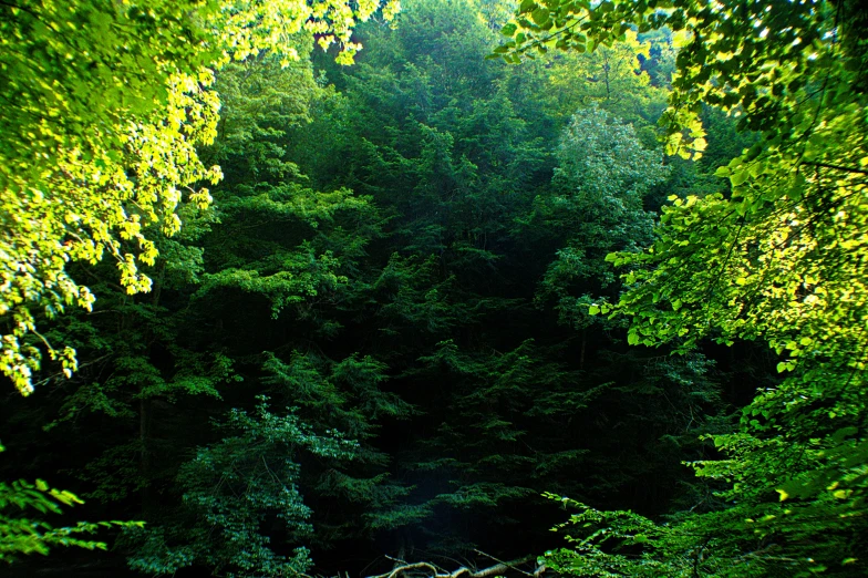 a bench sitting in front of many trees