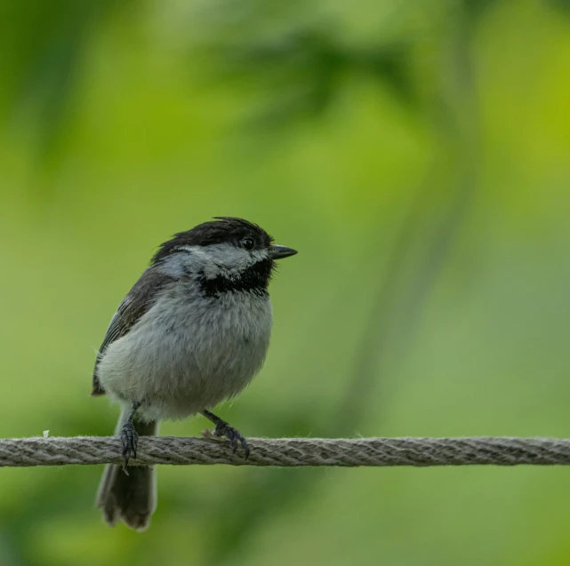 a small bird is standing on a wire