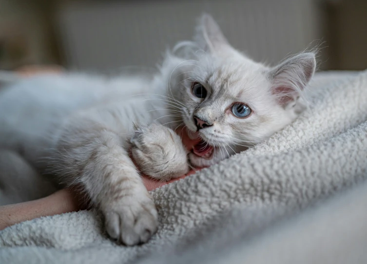 a white cat lays on a towel, looking at the camera