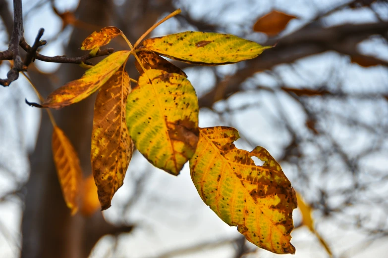 a nch with yellow and brown leaves against a sky background