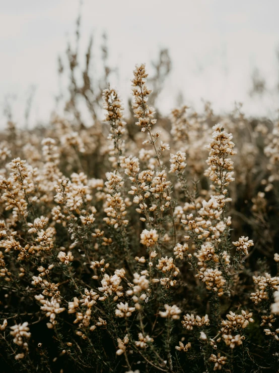 some weeds that are standing up in the field