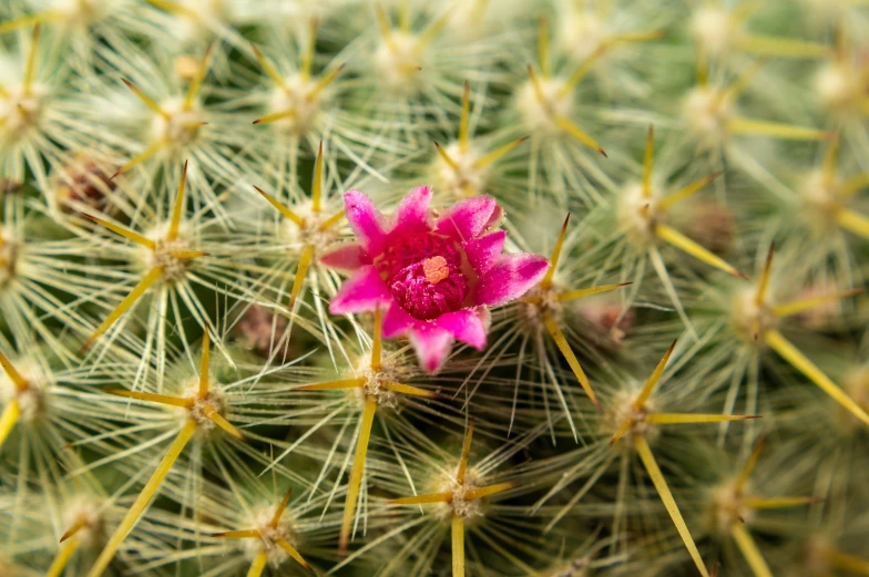 a cactus with tiny pink flowers is seen through the leaves