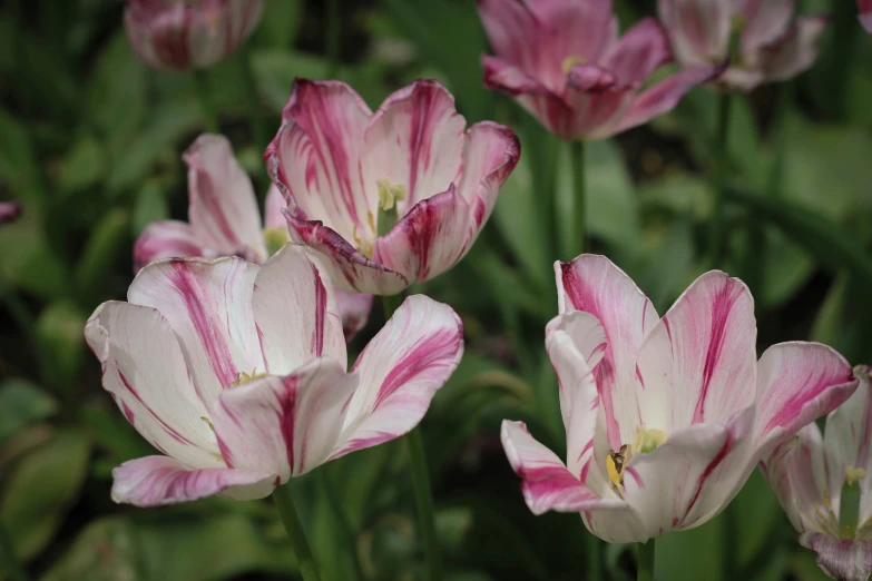 a close up s of pink and white flowers