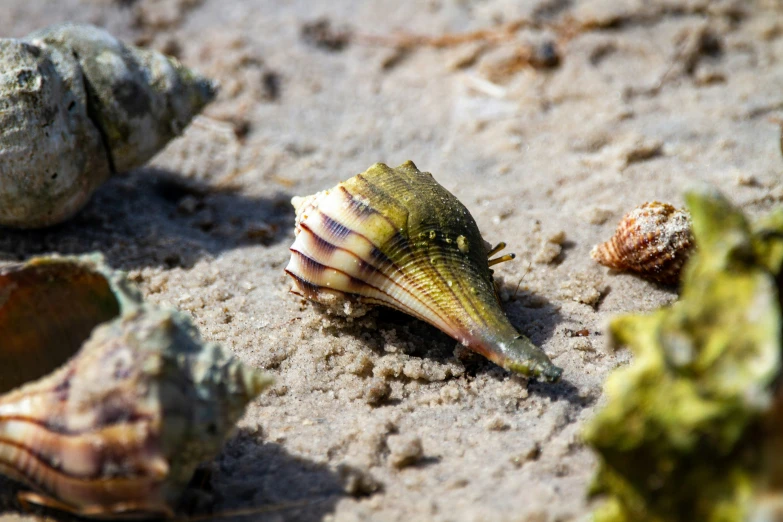 small sea shell on the beach in sand and rocks