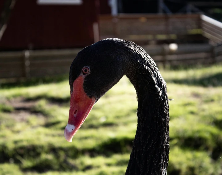 a black bird sitting next to a grass covered field