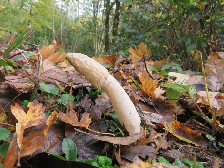 the long mushroom is sitting on the ground