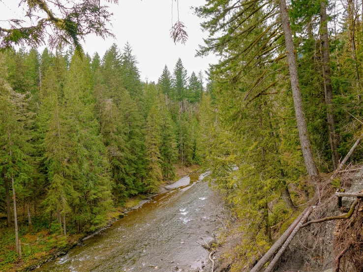 trees and water in a small river