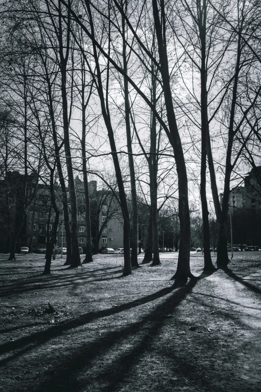 bare trees are in the center of the park