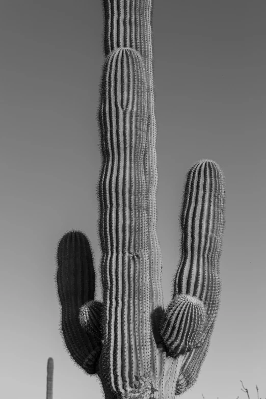 a large cactus with very tall spines and leaves