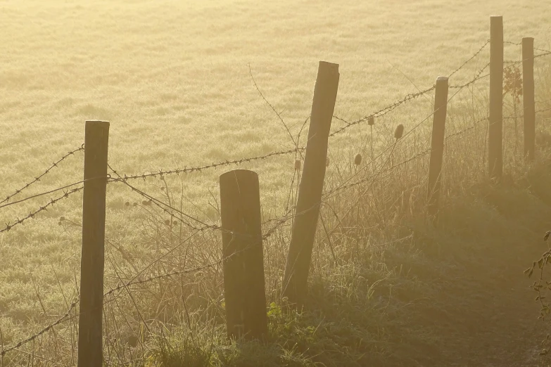 the sun is shining on some tall grass