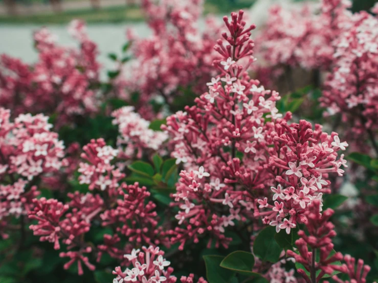 the very small pink flowers in bloom can be easily seen in this picture