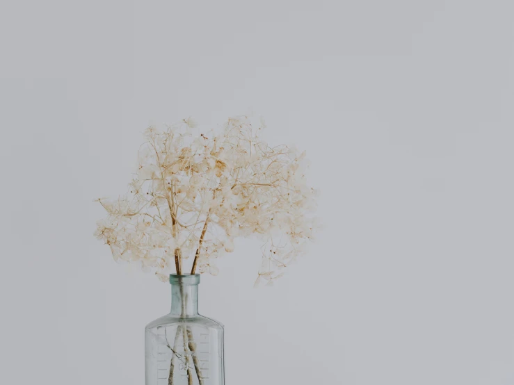 a plant with large brown stems is in a clear vase