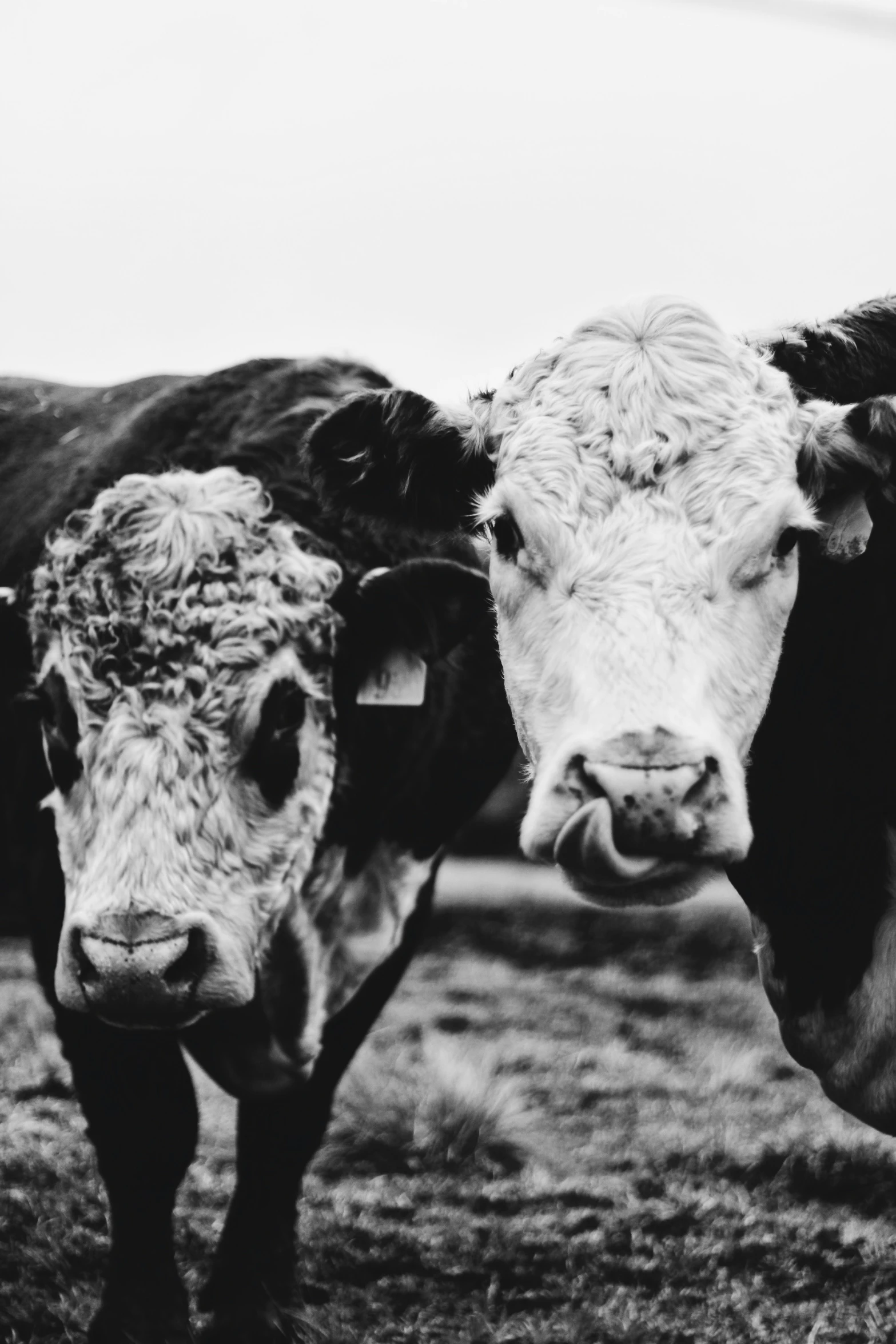 black and white pograph of cows with a surprised look on their face