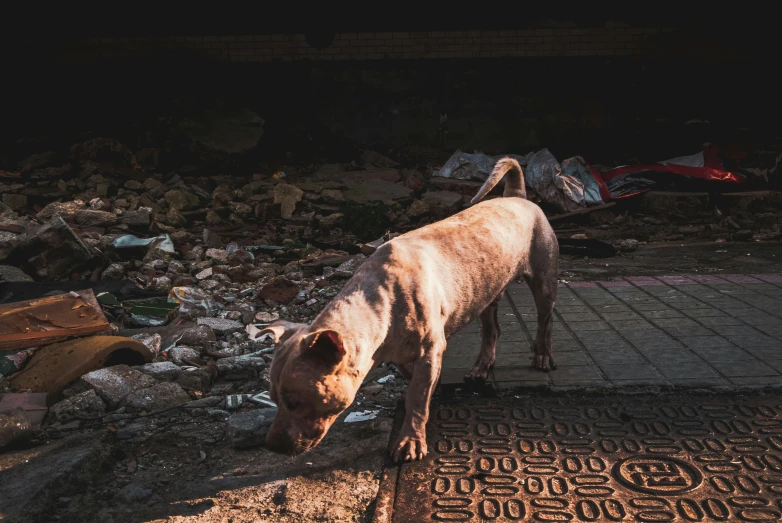 a dog sniffing on a pile of garbage at night