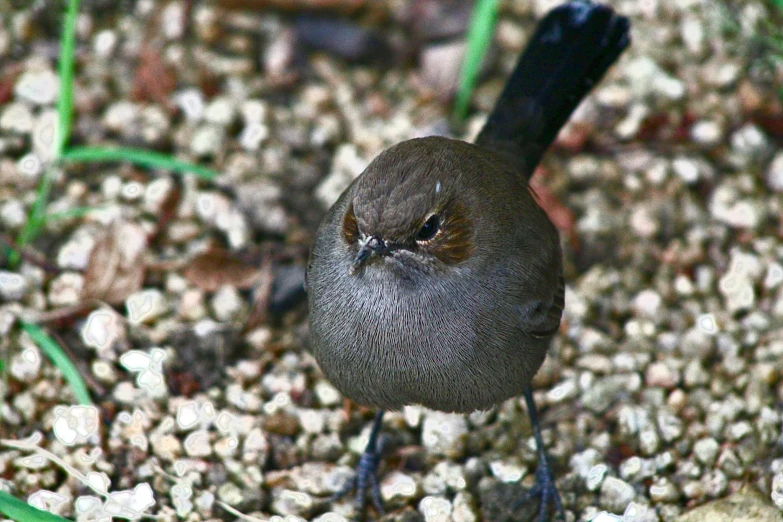 a bird with soing in its mouth is standing on the ground
